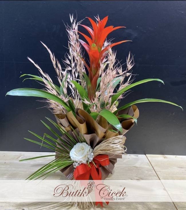 Guzmania 